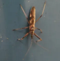 Metatropiphorus belfragii thumbnail 4