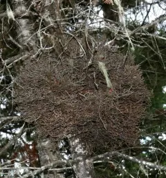 spruce witch's broom rust thumbnail 2