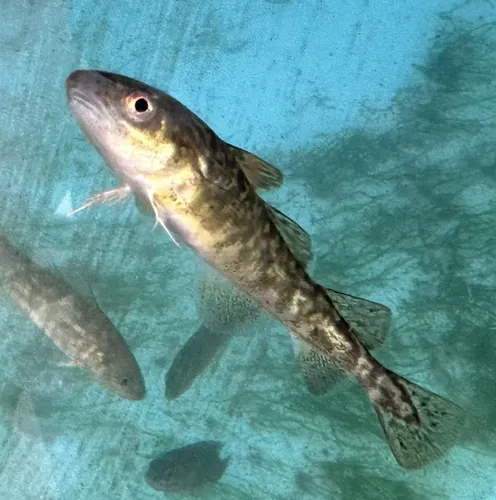 Atlantic Tomcod