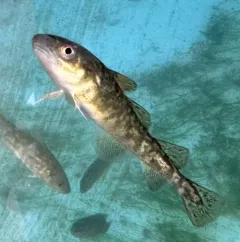 Atlantic Tomcod thumbnail 1