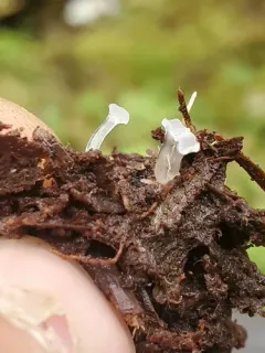 Neocudoniella radicella thumbnail 2