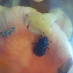 Phenolia grossa thumbnail 2