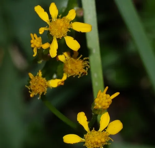 Rocky Mountain groundsel