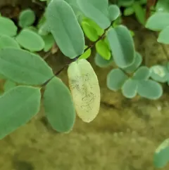 Phytoliriomyza felti thumbnail 3