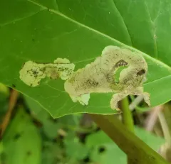 Liriomyza orilliensis thumbnail 2