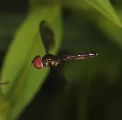 Dusky-winged Hover Fly thumbnail 2