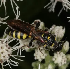 Myzinum maculatum thumbnail 4