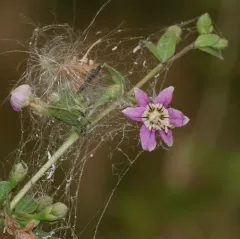 matrimony vine thumbnail 2