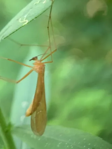 Say's Hanging-fly