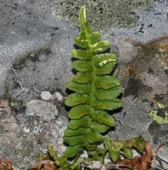 western polypody thumbnail 3