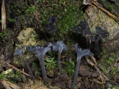Craterellus calyculus thumbnail 2