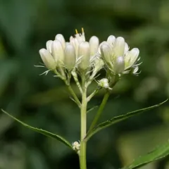 False Indian Plantain thumbnail 4