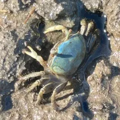 Mud Fiddler Crab thumbnail 4