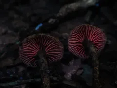Deconica phyllogena thumbnail 2