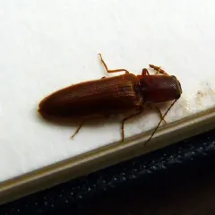 Red-bellied Click Beetle thumbnail 3