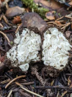 Geopora cooperi thumbnail 3