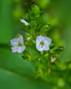 chain speedwell thumbnail 3
