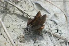 Oslar's Roadside-Skipper thumbnail 2