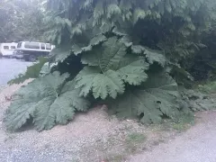 giant rhubarb thumbnail 3