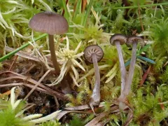 Entoloma ortonii thumbnail 1