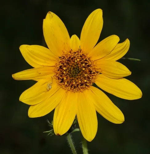 Nuttall's Sunflower