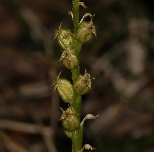 White Adder's-mouth