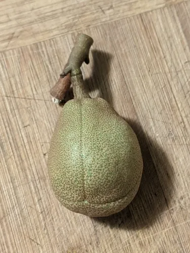 yellow buckeye