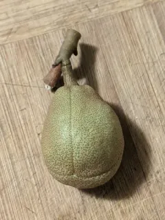 yellow buckeye thumbnail 1