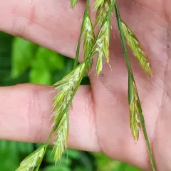 Italian Ryegrass thumbnail 2
