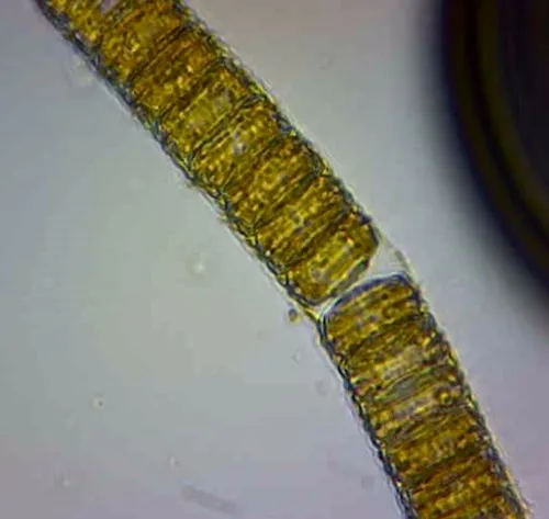 Paralia sulcata
