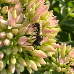 Leathery Sweat Bee thumbnail 3