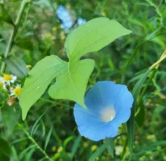 ivy-leaved morning-glory thumbnail 2