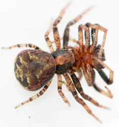 Brotherly Ground Crab Spider thumbnail 2