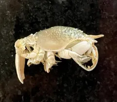 Atlantic Sand Crab thumbnail 2