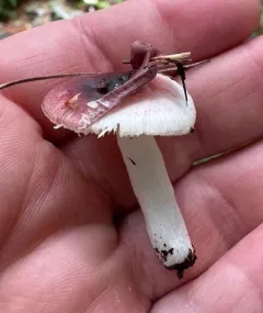 Fragile Brittlegill thumbnail 3