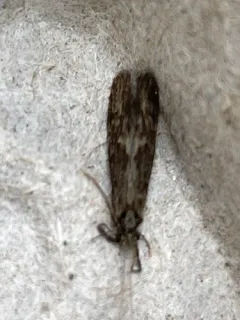 Ashy Long-horned Caddisfly thumbnail 2