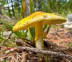 Peck's Yellow Dust Amanita thumbnail 3
