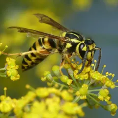 Southern Yellowjacket thumbnail 3