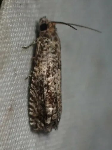 Epiblema numerosana