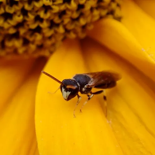 Punctate Masked Bee