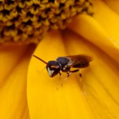 Punctate Masked Bee thumbnail 1