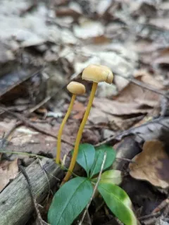 Entoloma unicolor thumbnail 4