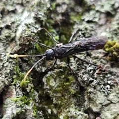 Black-and-red Horntail thumbnail 4