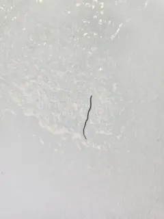 Mesenchytraeus solifugus thumbnail 3