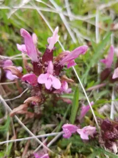 Common Lousewort thumbnail 2