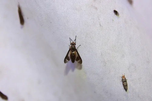 Chrysops pikei