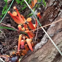 Vermilion Waxcap thumbnail 4