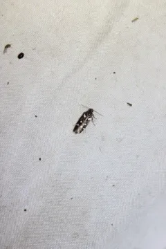 Six-spotted Aroga Moth thumbnail 2