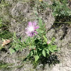 Persian knapweed thumbnail 3