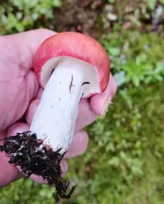 Russula lateritia thumbnail 3
